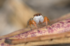 Habronattus icenoglei