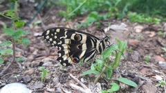 Papilio demodocus