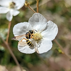 Apoidea