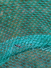 Orchesella spectabilis