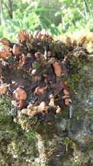 Peltigera polydactylon