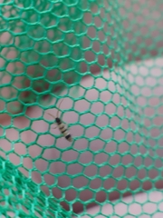 Orchesella spectabilis