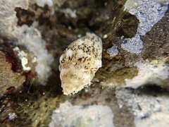 Euplica scripta
