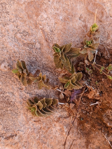 Image of Erythranthe eastwoodiae by (c) My-Lan Le, some rights reserved (CC BY)