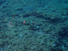 Diplodus sargus