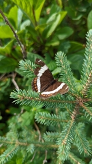 Limenitis arthemis rubrofasciata
