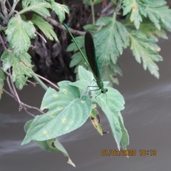 Neurobasis chinensis