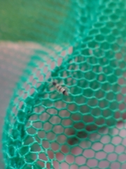 Orchesella spectabilis