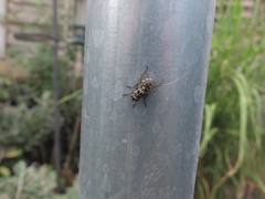 Graphomya maculata