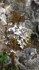 Peltigera rufescens