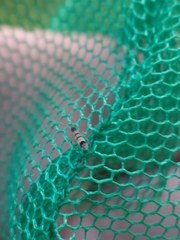 Orchesella spectabilis