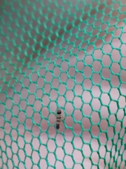 Orchesella spectabilis