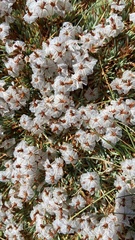 Acantholimon