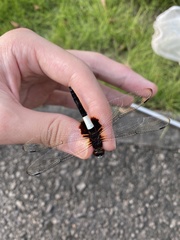 Pseudothemis zonata