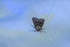 Lacinipolia olivacea