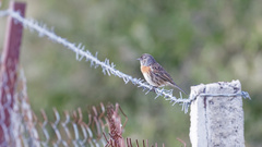 Prunella rubeculoides