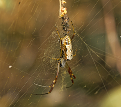 Trichonephila edulis