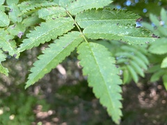 Sorbus decora