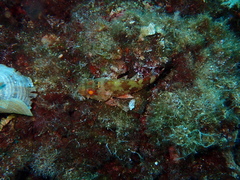 Scorpaena maderensis