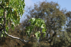 Pittocaulon praecox
