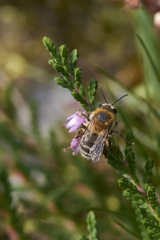 Andrena fuscipes
