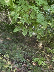 Sorbus decora