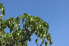 Pittocaulon praecox