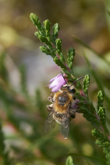 Andrena fuscipes