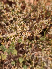 Eriogonum corymbosum