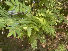 Sorbus decora