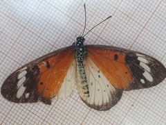 Acraea encedana