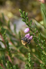 Andrena fuscipes