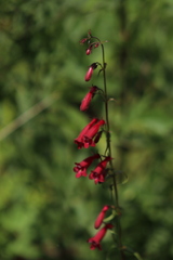 Penstemon roseus