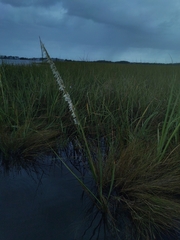 Sporobolus alterniflorus