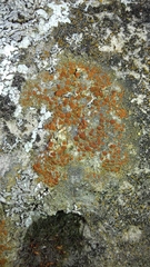 Protoblastenia rupestris