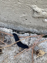 Belocaulus angustipes