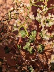 Eriogonum corymbosum