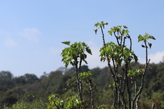 Pittocaulon praecox