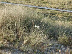 Ammophila arenaria