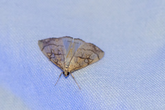 Evergestis pallidata