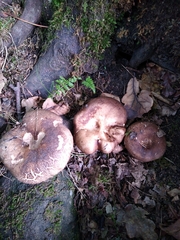 Russula nigricans