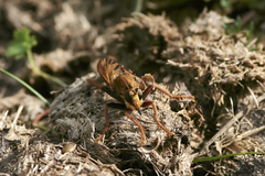 Asilus crabroniformis