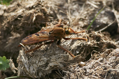 Asilus crabroniformis