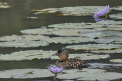 Thalassornis leuconotus
