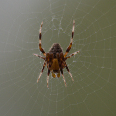 Araneus diadematus