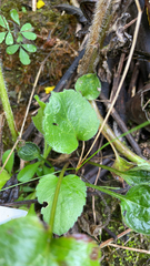 Viola primulifolia