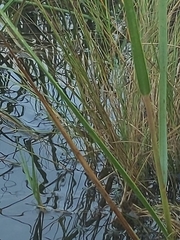 Sporobolus alterniflorus