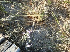 Malcolmia littorea