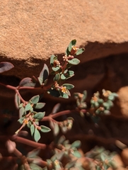 Euphorbia fendleri