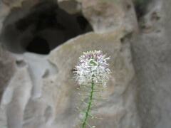 Thelypodium wrightii